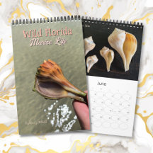 Wild Florida Marine Snails Hermit Crabs Custom