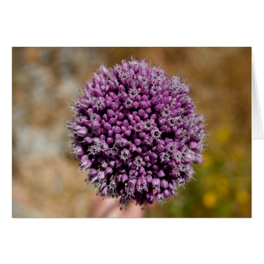 Wild Flower Cards (Front Horizontal)