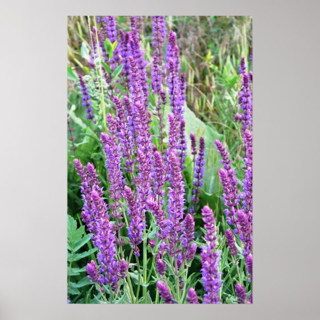 Wild flower fields purple salvia Romania Poster (Front)
