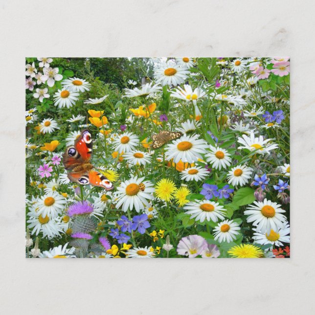 Wild Flower Meadow Postcard (Front)