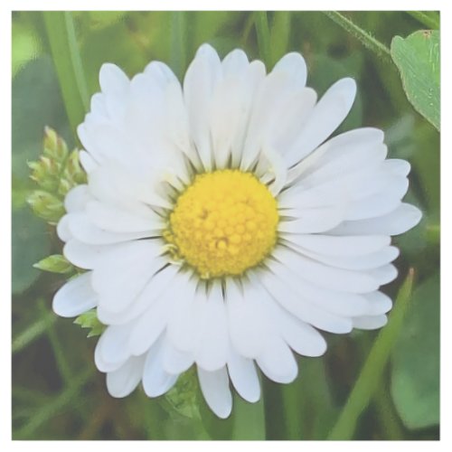 Wild Flower Romania – Botanical Macro Photography Gallery Wrap