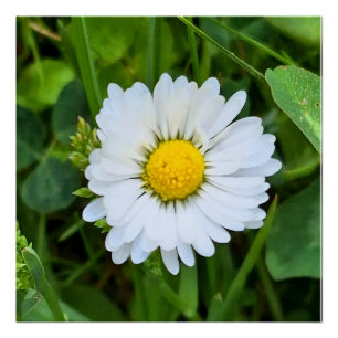 Wild Flower Romania – Botanical Macro Photography Poster