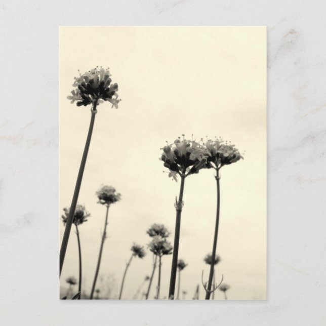 Wild flowers (B&W) Postcard (Front)