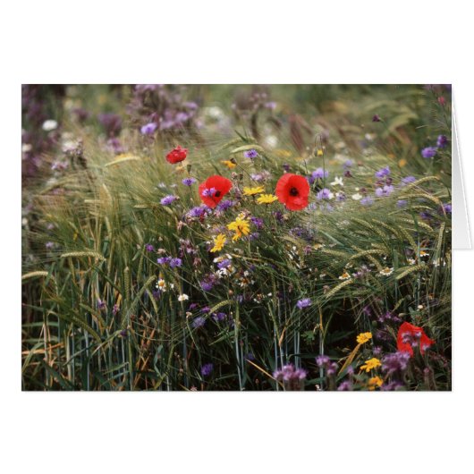 Wild flowers cards (Front Horizontal)