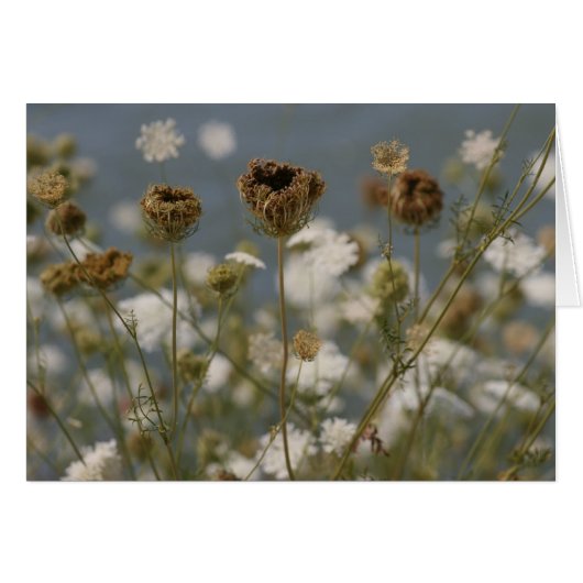 Wild Flowers Cards (Front Horizontal)