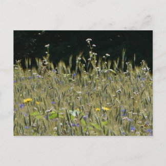 Wild Flowers Field & Blue Cornflowers DIY Postcard