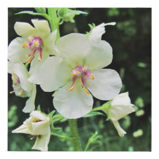 Wild Flowers of Pennsylvania Faux Canvas Print