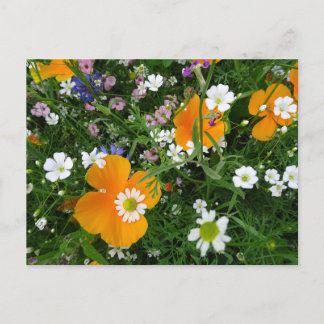 Wild Flowers: Orange White Pink DIY Postcard
