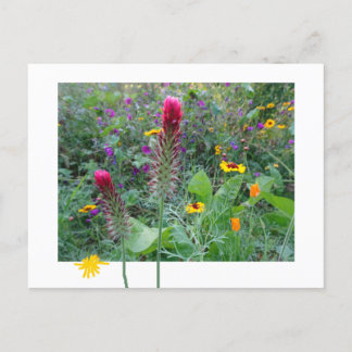 Wild Flowers: Pink Purple Yellow DIY Postcard