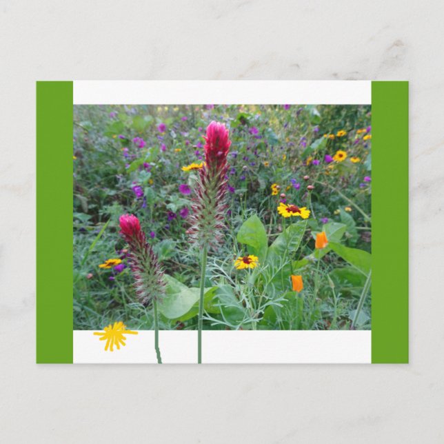 Wild Flowers: Pink Purple Yellow GB DIY Postcard (Front)