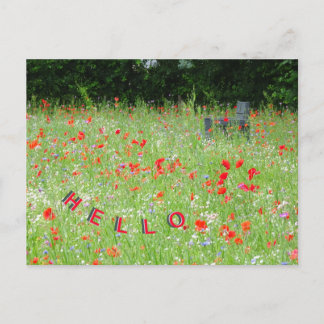 Wild Flowers Poppies Bench HELLO Postcard