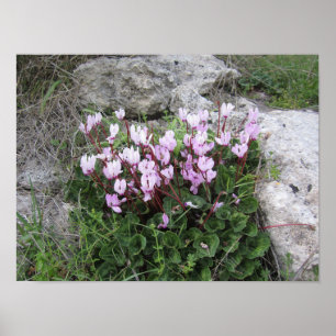 Wild Flowers Poster
