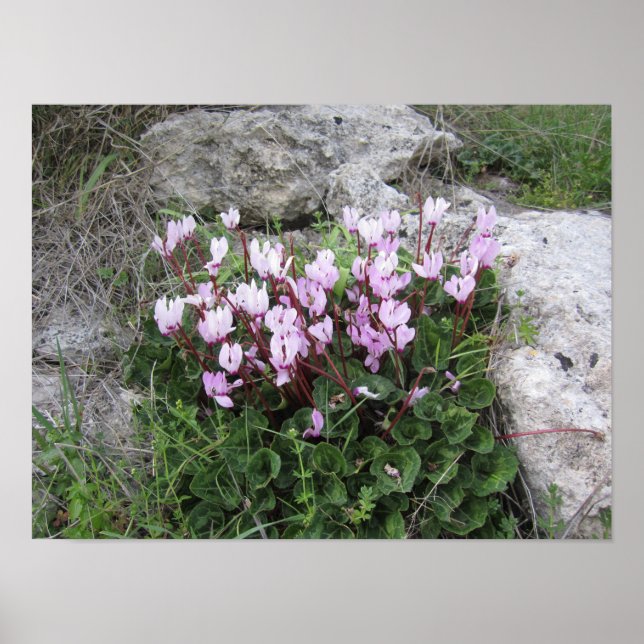 Wild Flowers Poster (Front)