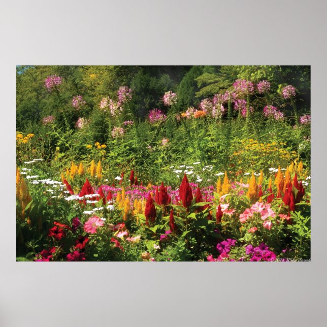 Wild Flowers Poster (Front)