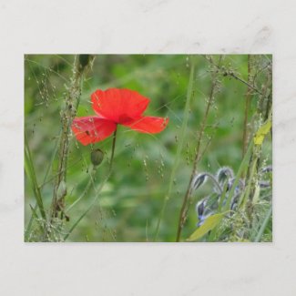 Wild Flowers: Red Poppy DIY Postcard