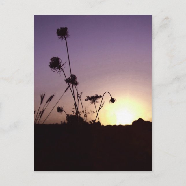 Wild Flowers Sunset Postcard (Front)