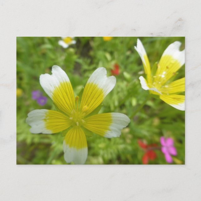 Wild Flowers: White Yellow DIY Postcard (Front)