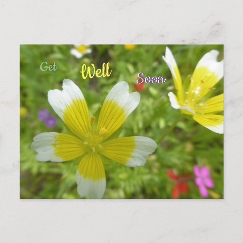 Wild Flowers White Yellow Get Well Soon Postcard