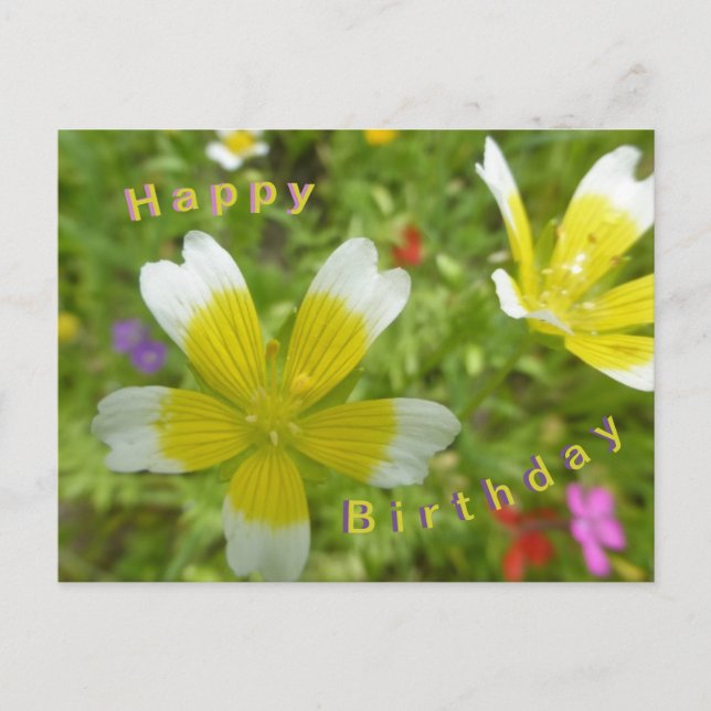 Wild Flowers: White Yellow Happy Birthday Postcard (Front)