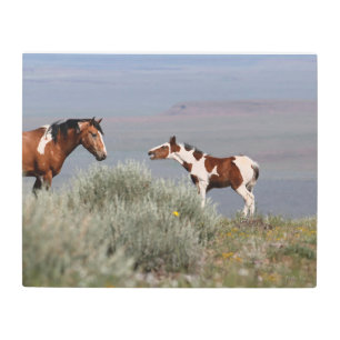 Wild Foal Metal Art 16x20