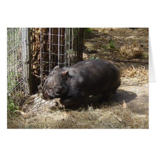 Wild For Wombats Cards (Front Horizontal)