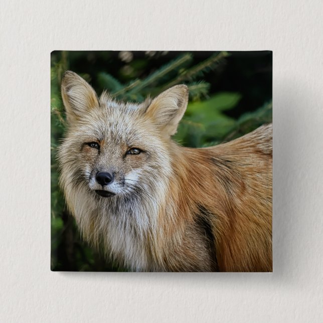 Wild Fox Button (Front)