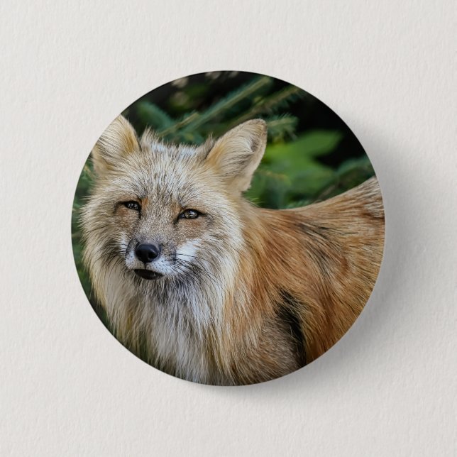 Wild Fox Button (Front)