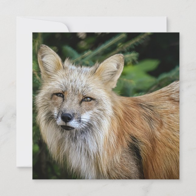 Wild Fox Card (Front)