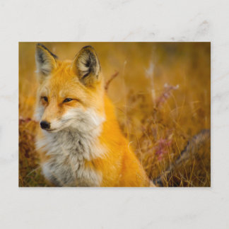 Wild Fox in the Forrest Postcard