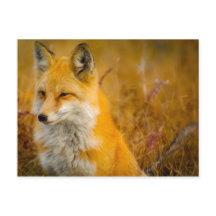 Wild Fox in the Forrest