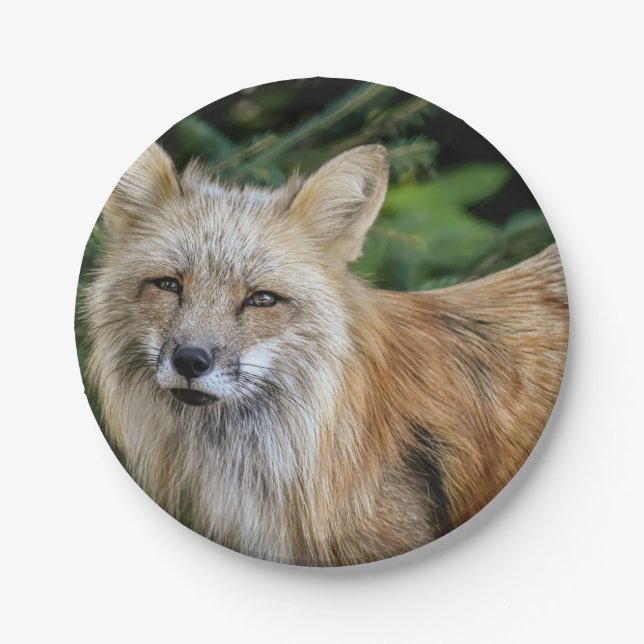 Wild Fox Paper Plates (Front)
