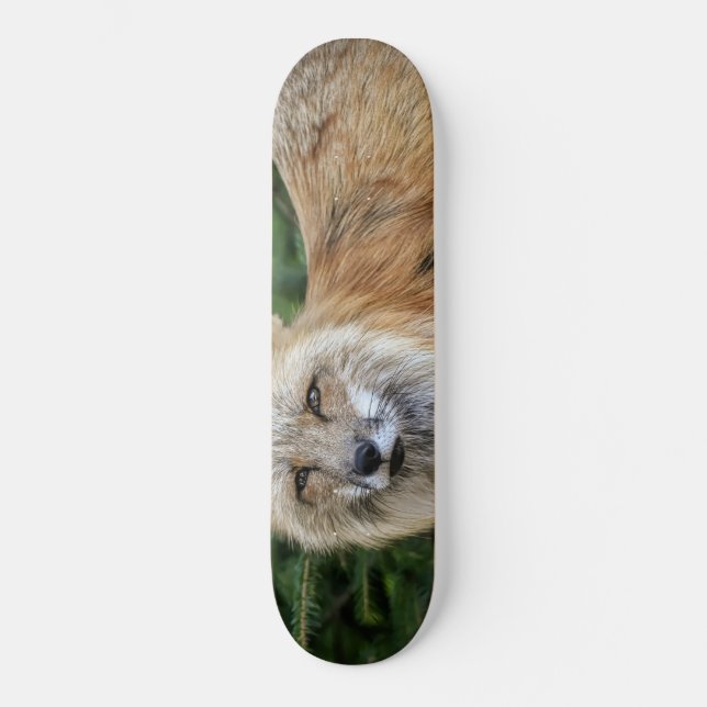 Wild Fox Skateboard (Front)