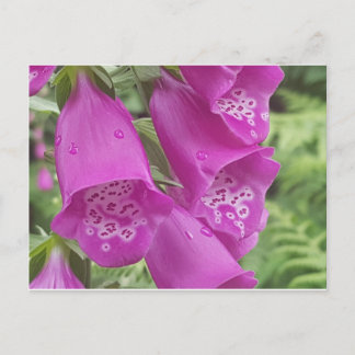 Wild Foxgloves - Digitalis Purpurea Postcard