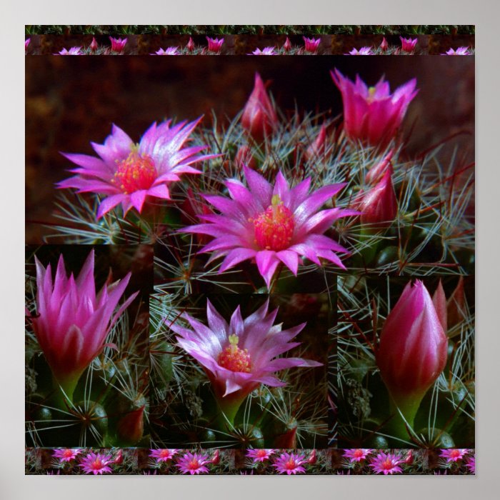 Wild Fresh CACTUS Cacti  Exotic Photography Poster