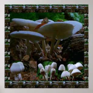Wild Fresh MUSHROOM Fungi : Exotic Photography Poster