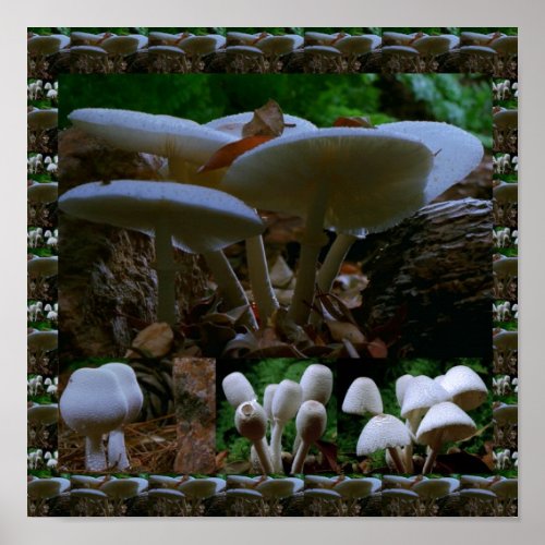 Wild Fresh MUSHROOM Fungi  Exotic Photography Poster