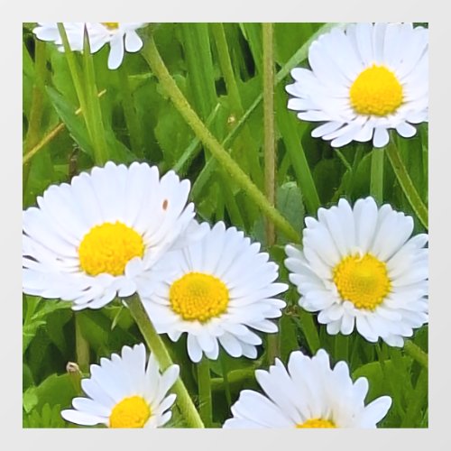 Wild Garden Flowers Romania – Nature Photography Window Cling