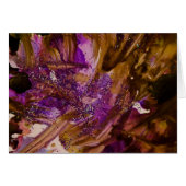 Wild Garden v3 collection (Front Horizontal)