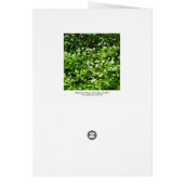 Wild Garlic Cards (Back)