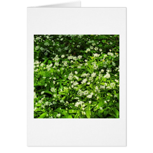 Wild Garlic Cards (Front)