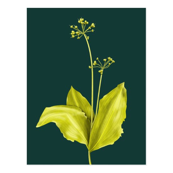 Wild Garlic Green Plant Botanical Art Postcard