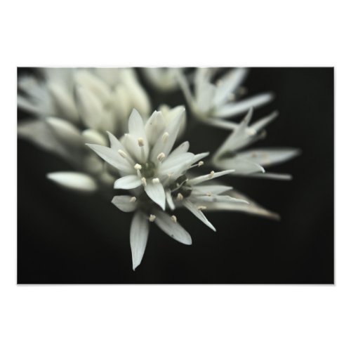 Wild Garlic Photo Print