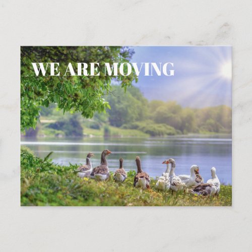 Wild Geese Lake Blue Sky Sunshine Change Address Announcement Postcard