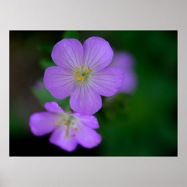 Wild Geranium Poster (Front)