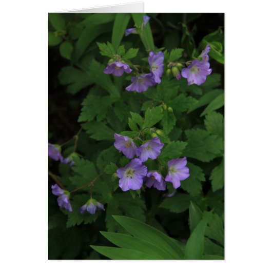 Wild Geraniums Cards (Front)
