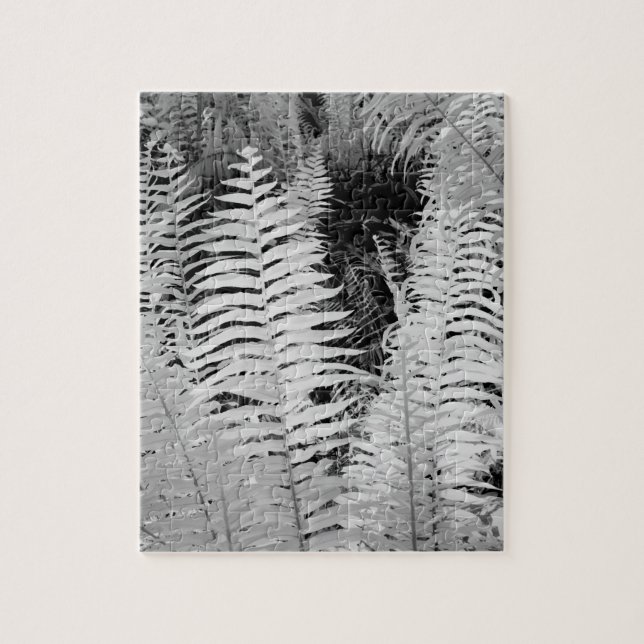 Wild giant leather fern, Florida, USA. Jigsaw Puzzle (Vertical)