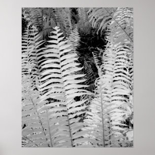 Wild giant leather fern, Florida, USA. Poster