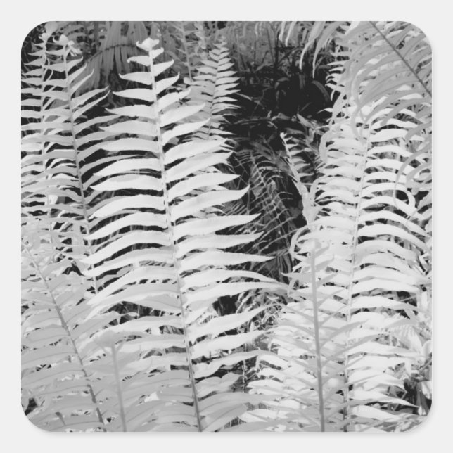Wild giant leather fern, Florida, USA. Square Sticker (Front)