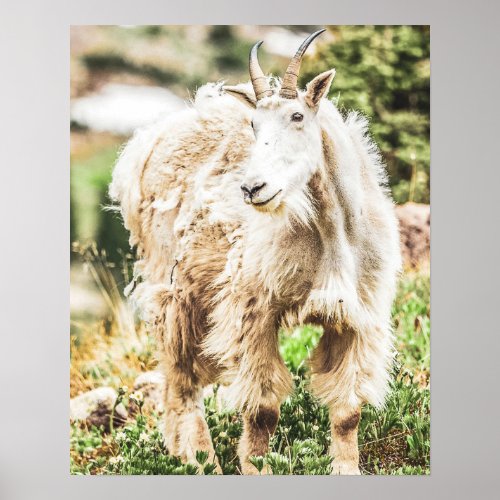 Wild Goat  Yosemite National Park Poster