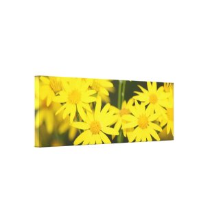 Wild Golden Ragwort: Macro Closeup View wrappedcanvas